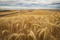 Golden Wheat Fields on Rolling Hills Fine Art Print by Marg Wood