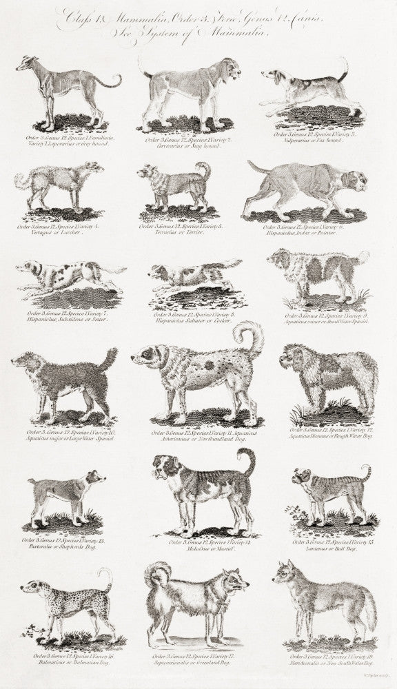 Different Breeds of Dogs Fine Art Print by Ken Welsh | Design Pics
