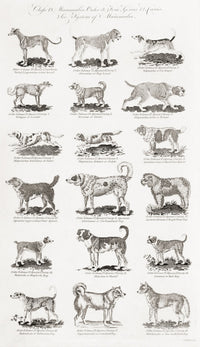 Different Breeds of Dogs Fine Art Print by Ken Welsh | Design Pics