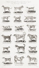 Different Breeds of Dogs Fine Art Print by Ken Welsh | Design Pics