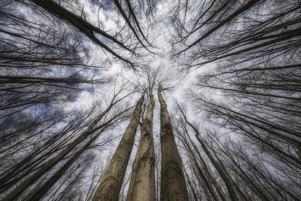 Looking Up Through The Trees to The Sky Fine Art Print by Robert Postma