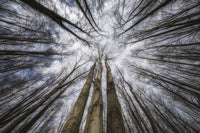 Looking Up Through The Trees to The Sky Fine Art Print by Robert Postma