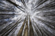 Looking Up Through The Trees to The Sky Fine Art Print by Robert Postma