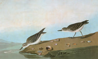 Audubon Sandpiper Engraving Print - Calidris Pusilla