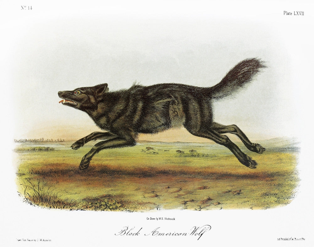 Audubon: Melanistic Gray Wolf Fine Art Print - Lithograph by John Woodhouse Audubon