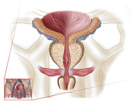 Anatomy of Prostate Gland Fine Art Print