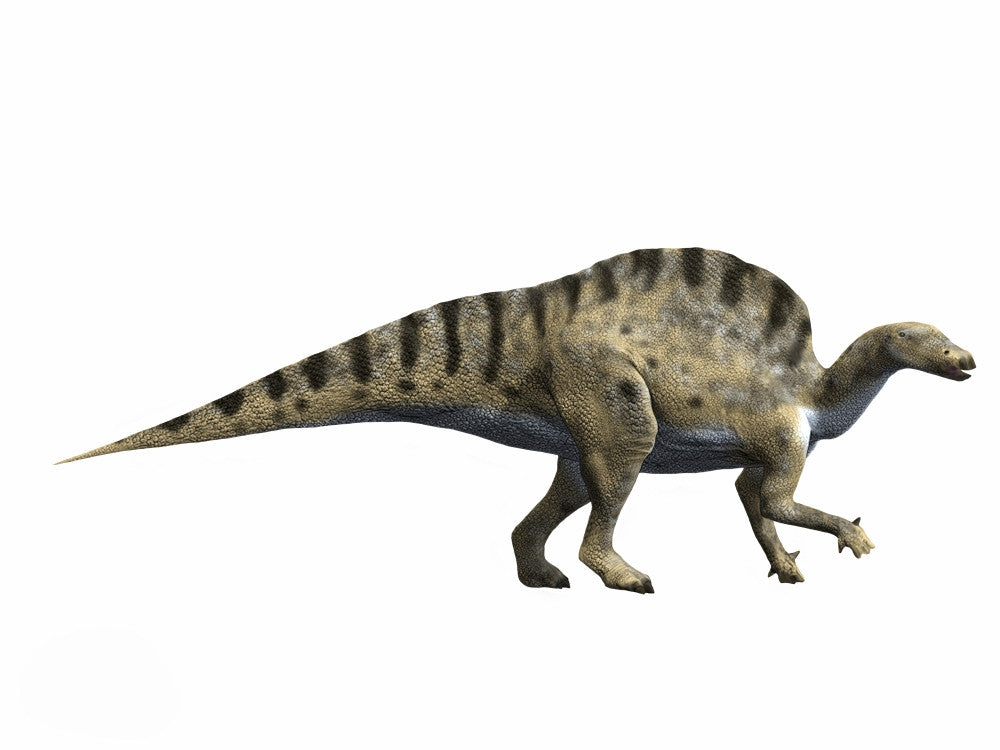Ouranosaurus nigeriensis Fine Art Print - Early Cretaceous of Niger