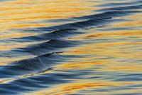 Water Ripples at Chobe River in Botswana Fine Art Print by Keren Su
