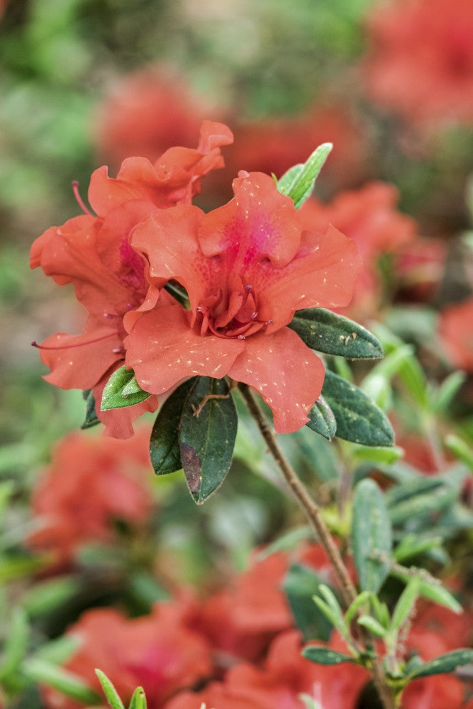 Close-Up Orange Azalea Bush Fine Art Print by Lisa Engelbrecht