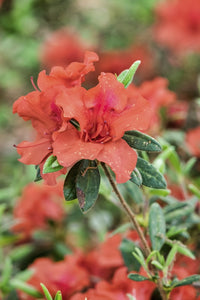 Close-Up Orange Azalea Bush Fine Art Print by Lisa Engelbrecht
