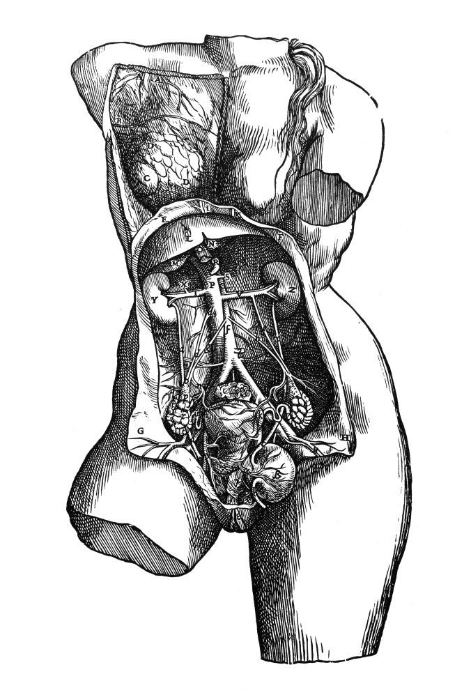 Vesalius Urogenital System Fine Art Print - 1543 Woodcut by Granger Collection