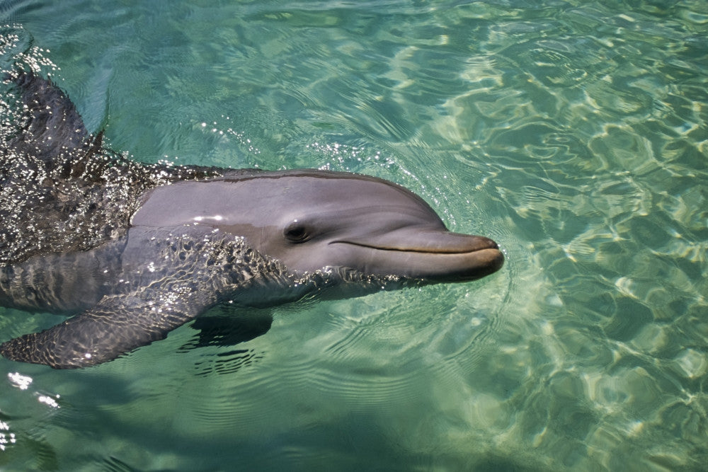 Bottlenose Dolphin Fine Art Print by Tom Soucek | Design Pics