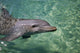 Bottlenose Dolphin Fine Art Print by Tom Soucek | Design Pics