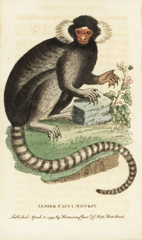 Common Marmoset Fine Art Print by Florilegius | Mary Evans