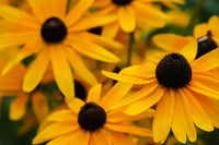 Black-Eyed Susan Flowers Fine Art Print by Anna Miller - 24x18