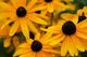 Black-Eyed Susan Flowers Fine Art Print by Anna Miller - 24x18
