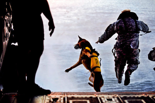 A US Soldier and Military Working Dog Jumping from CH-47 Chinook Fine Art Print by Stocktrek Images