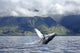 Humpback Whale Breaching Fine Art Print - Maui, Hawaii