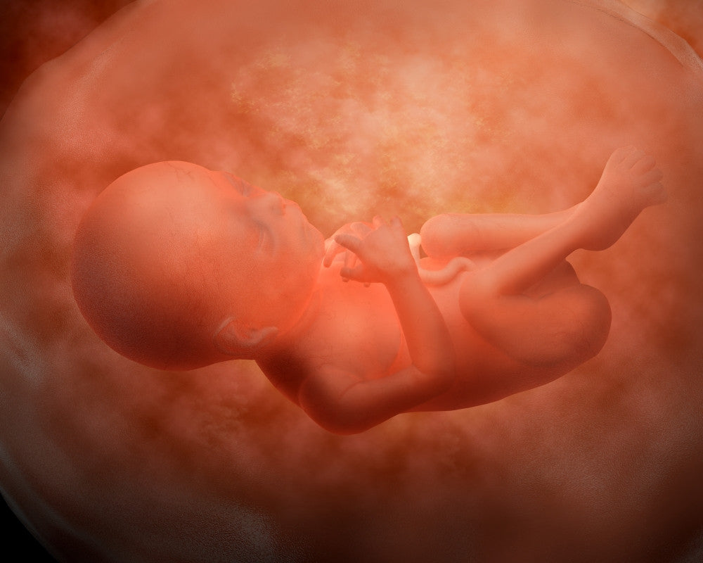 Fetus Development Medical Illustration Poster Print (24 Weeks)