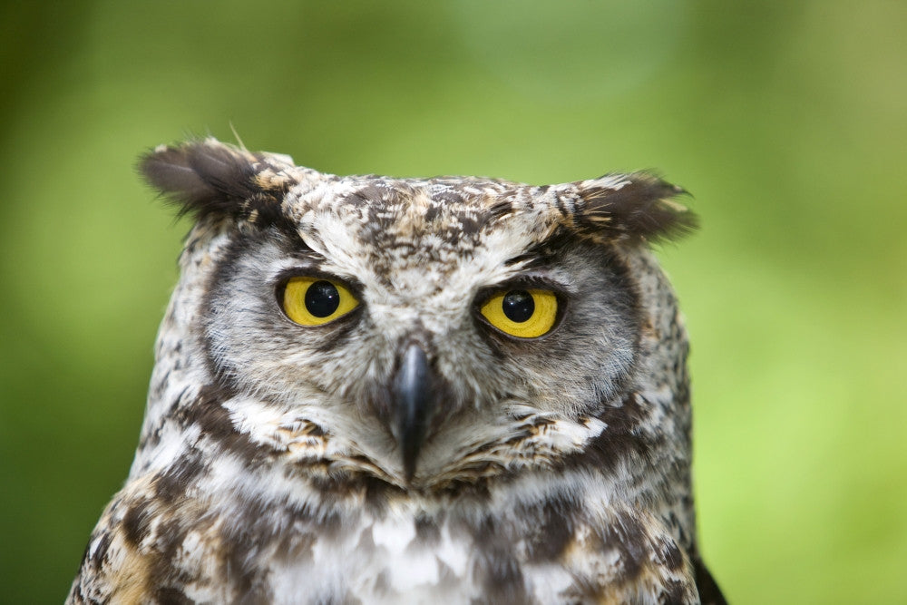 Great Horned Owl Fine Art Print - Bubo Virginianus