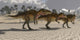 Acrocanthosaurus Dinosaurs Hunting Scene Fine Art Print by Corey Ford