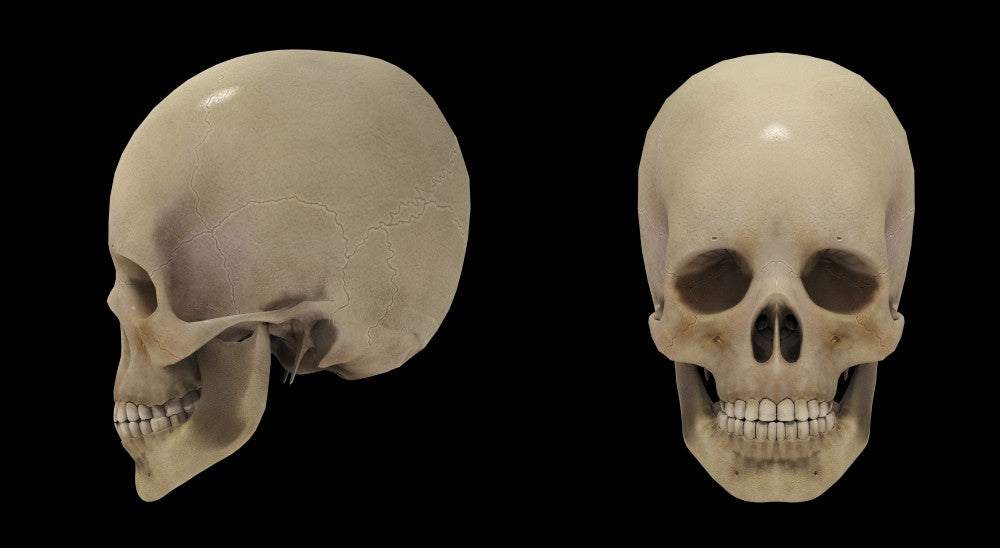3D Rendering of Human Skull Fine Art Print