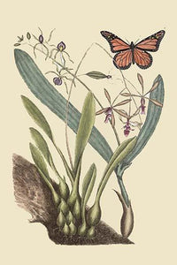 Monarch Butterfly Fine Art Print by Catesby Catesby