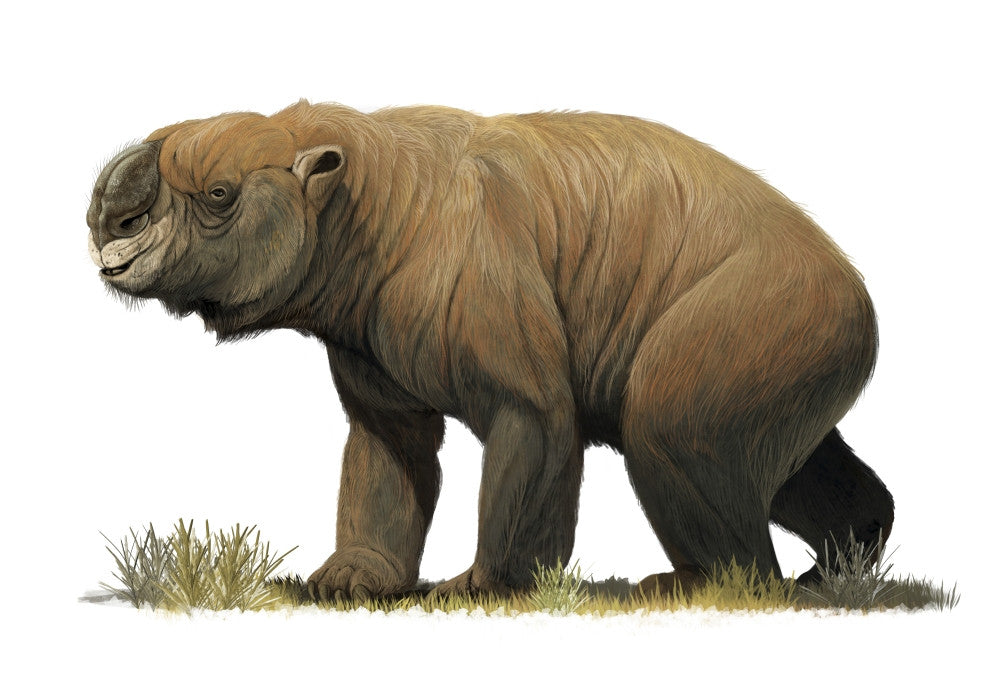Diprotodon Optatum Fine Art Print - The Largest Marsupial