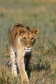 Female Lion Hiking in Grass Meadow Fine Art Print by Tom Soucek
