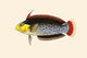 Rattoo-Girawah Fine Art Print by John Whitchurch Bennett