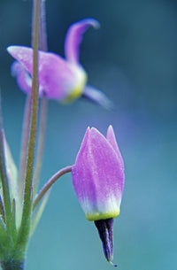 Shooting Star Flower Close-Up Fine Art Print by Jaynes Gallery