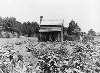Mississippi Farm 1937 Fine Art Print by Dorothea Lange | Granger Collection