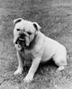 English Bulldog Fine Art Print - Perfect for Home Décor
