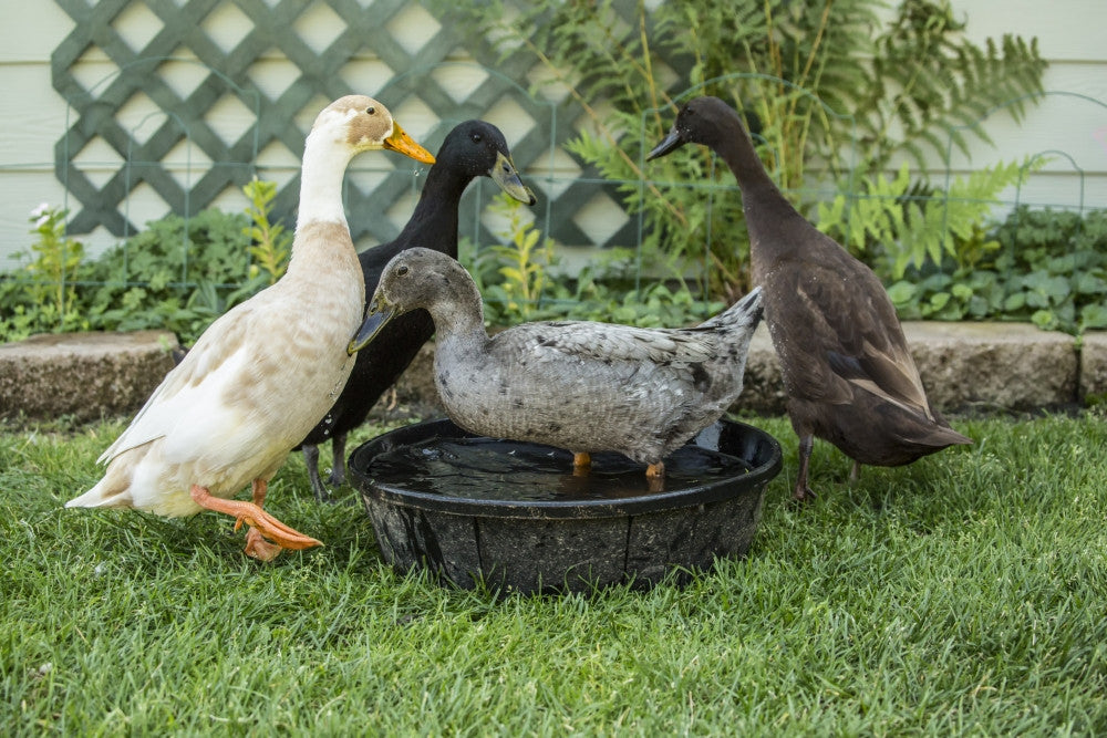 Leavenworth, WA. Four Types of Indian Runner Ducks Fine Art Print by Janet Horton