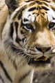Majestic Tiger Fine Art Print - Multiple Sizes Available