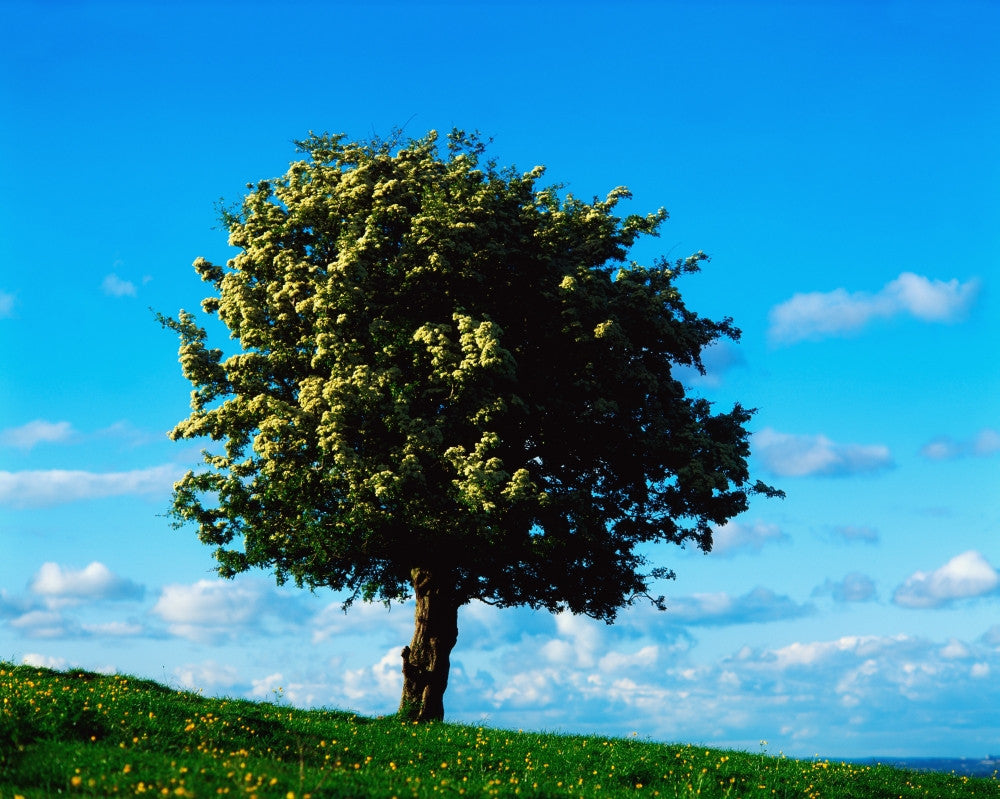 White Hawthorn Tree Fine Art Print - Perfect for Home & Office
