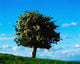 White Hawthorn Tree Fine Art Print - Perfect for Home & Office