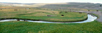 American Bison Grazing in Hayden Valley, Yellowstone Fine Art Print