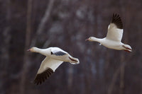 Two Snow Geese in Flight - Matanuska Valley Fine Art Print