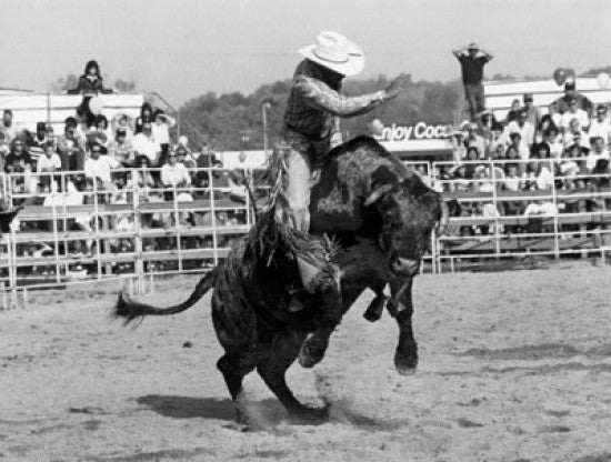 Cowboy Riding a Bull in a Rodeo Fine Art Print
