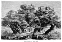 Great Chestnut Tree Fine Art Print - Wood Engraving from 1873