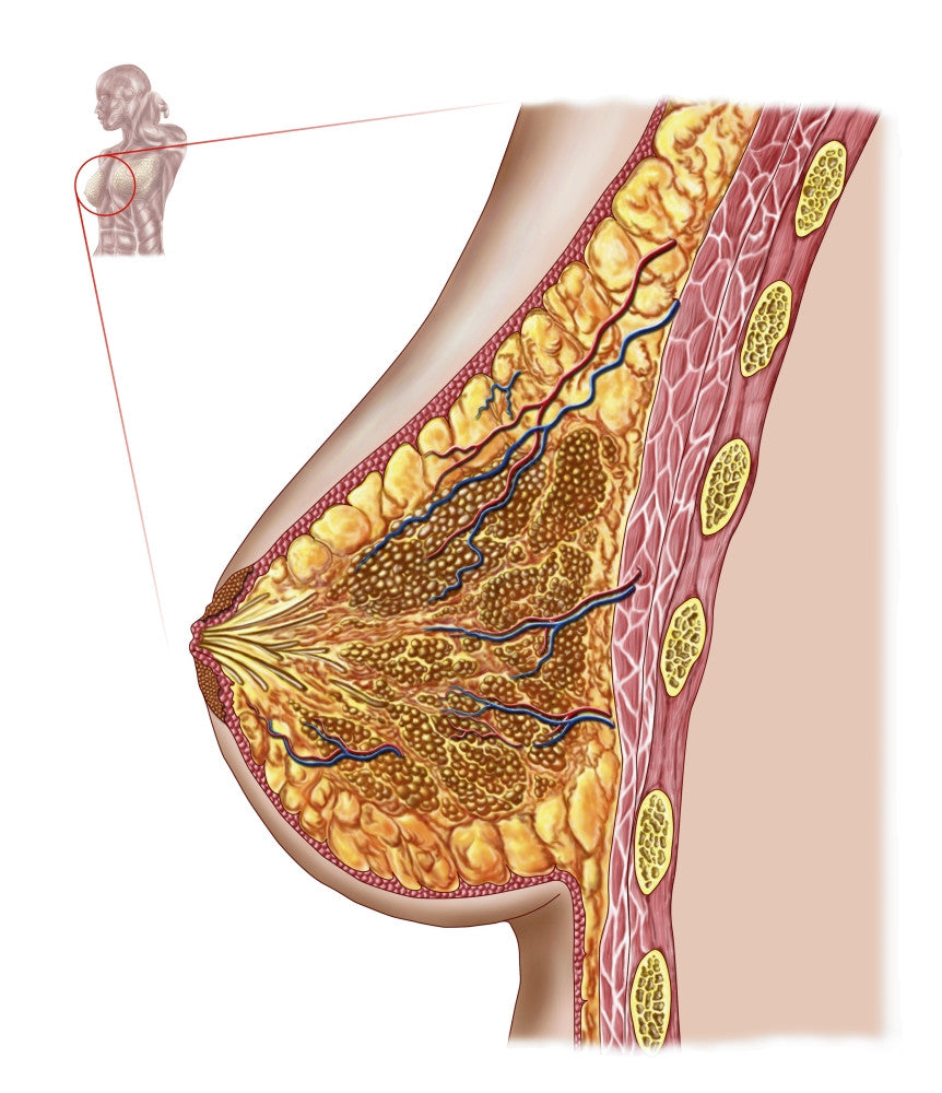 Anatomy of the Female Breast Fine Art Print - Available in Multiple Sizes