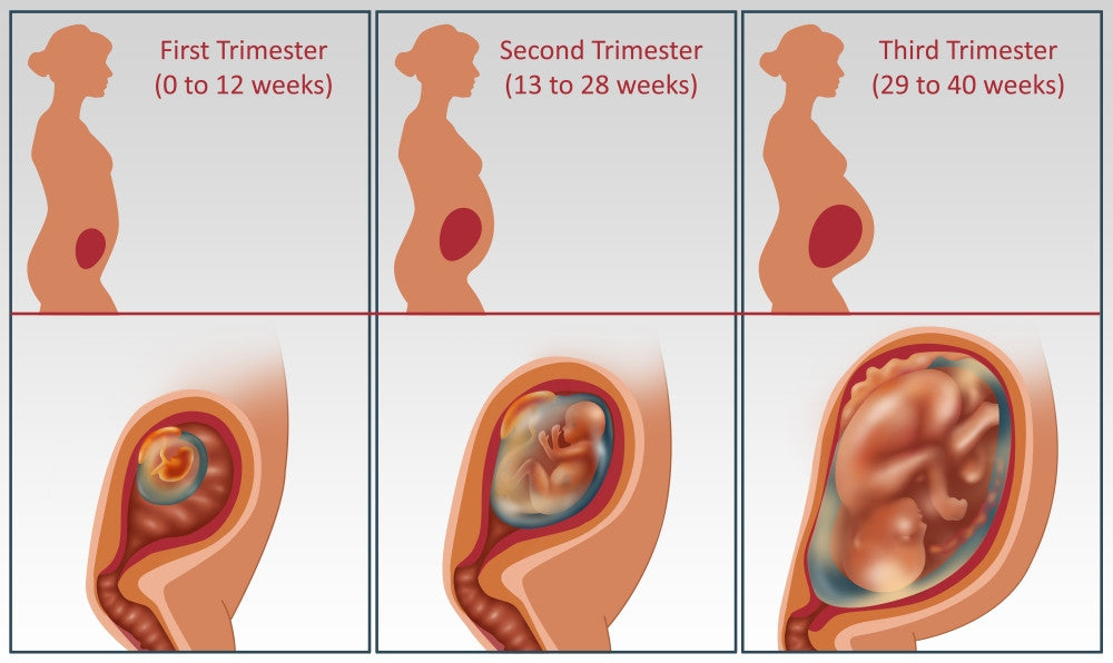 Three Trimesters Fine Art Print by Gwen Shockey | Science Source