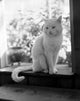 Cat Sitting on Window Sill Fine Art Print | Posterazzi
