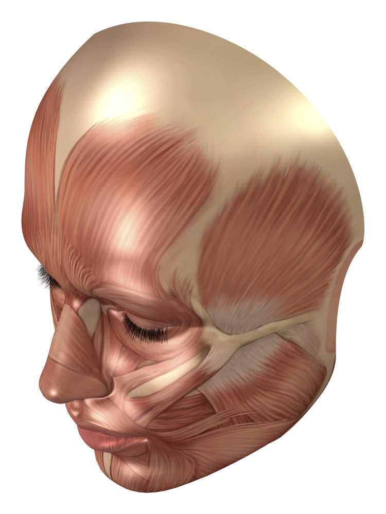 Anatomy of Human Face Muscles Fine Art Print - StockTrek Images