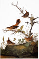 Audubon Wren Art Print - Winter Wren & Rock Wren from Birds of America
