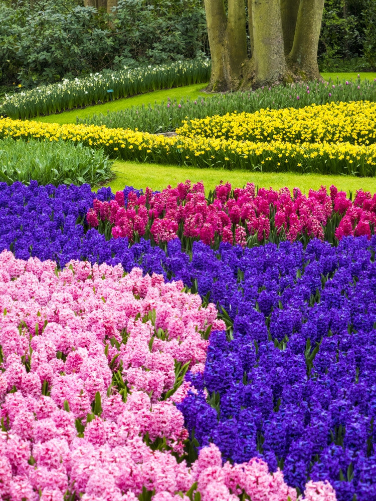 Multicolored Spring Flowers in Lisse, Netherlands Fine Art Print by Terry Eggers
