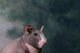 Close-Up of a Skinny Pig Fine Art Print by Panoramic Images