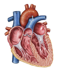 Interior of Human Heart Fine Art Print - Medical Illustration