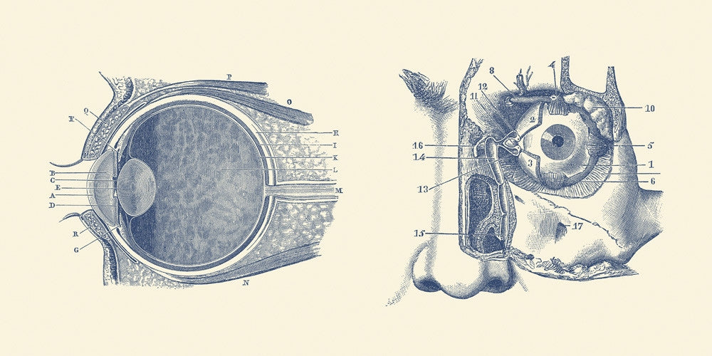 Vintage Human Eye Anatomy Fine Art Print by John Parrot
